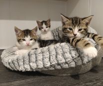 Cattery Cabin Kittens