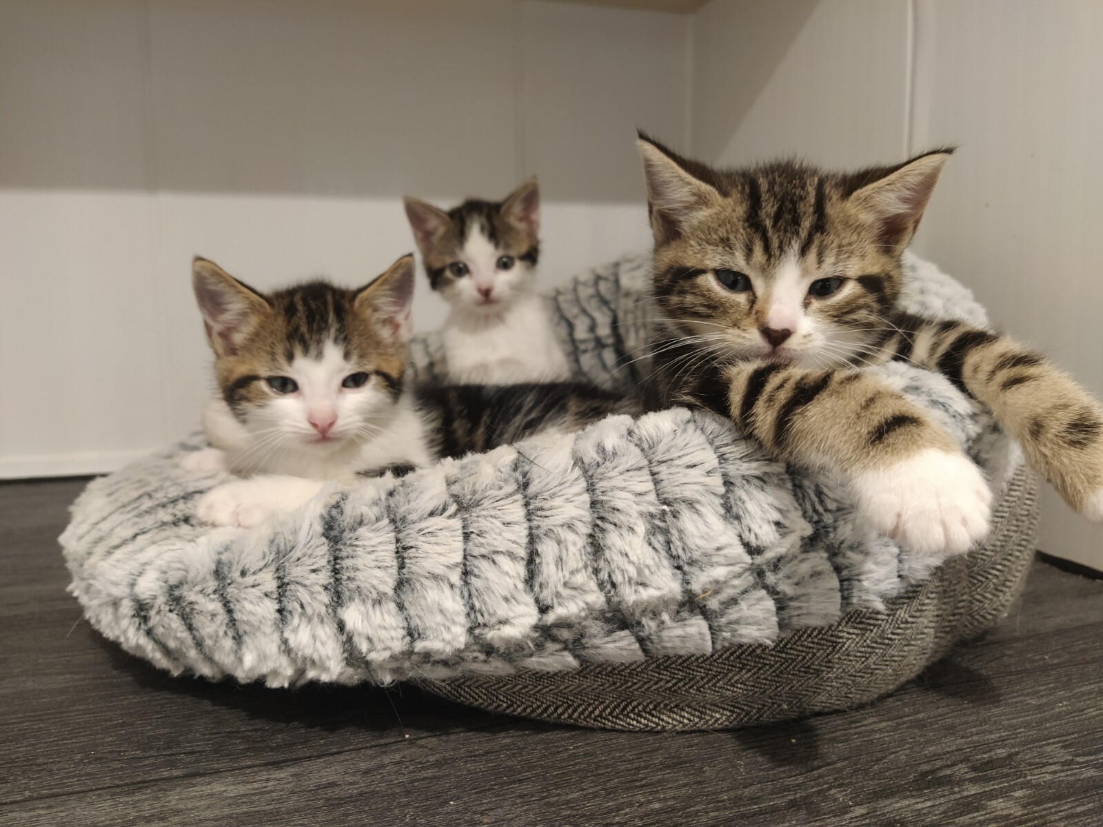 Cattery, Cattery near me, Carlisle cattery, cattery Carlisle, boarding cattery, kitten, boarding, boarding cattery, boarding kennels near me, pet boarding, cat boarding near me, animal boarding near me, affordable, cat hotel, holiday cat boarding, luxury